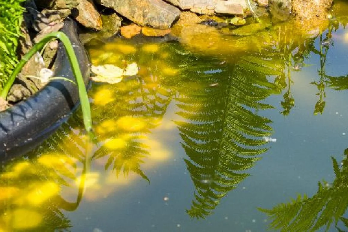 Spiegelung von Farnen in einem Teich